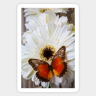 Brown Butterfly Resting On White Daisy Sticker